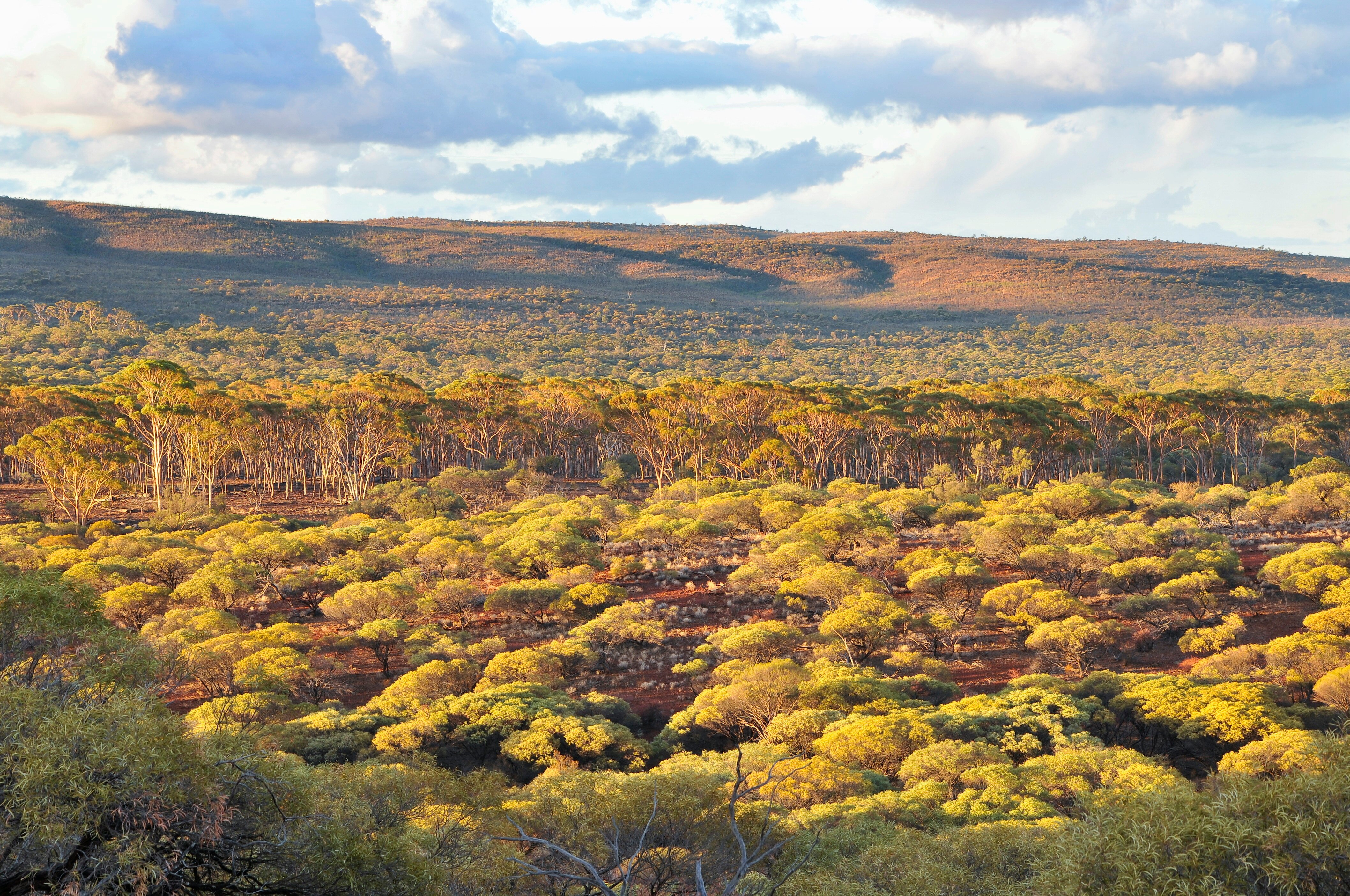 A red ridge in the background at sunset with sparse woodland in the foreground