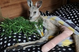 A kangaroo with a cast around one of its feet