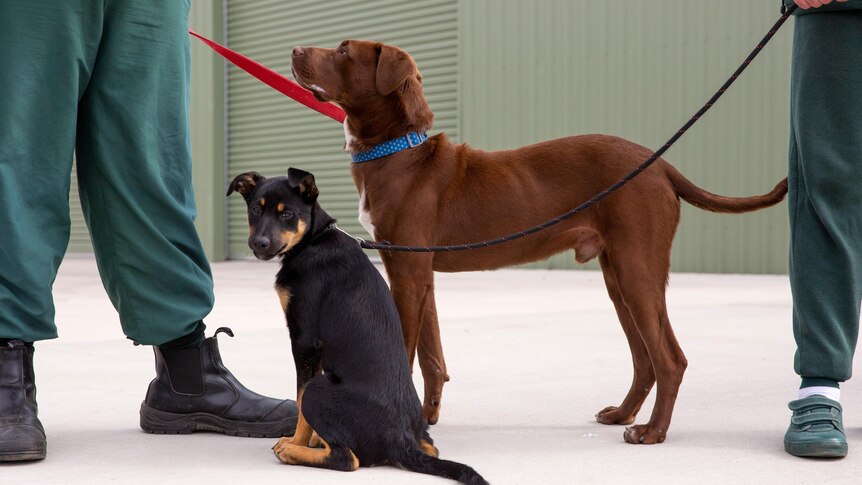 two dogs standing at the feet of two prisoners