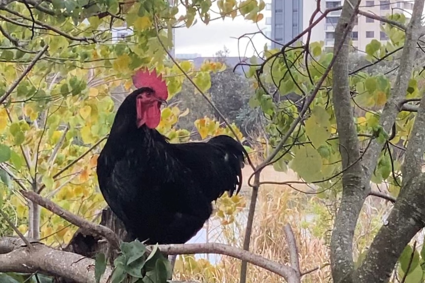 Close up of black rooster with red comb perched on a branch with bushland and a glimpse of beach behind him.