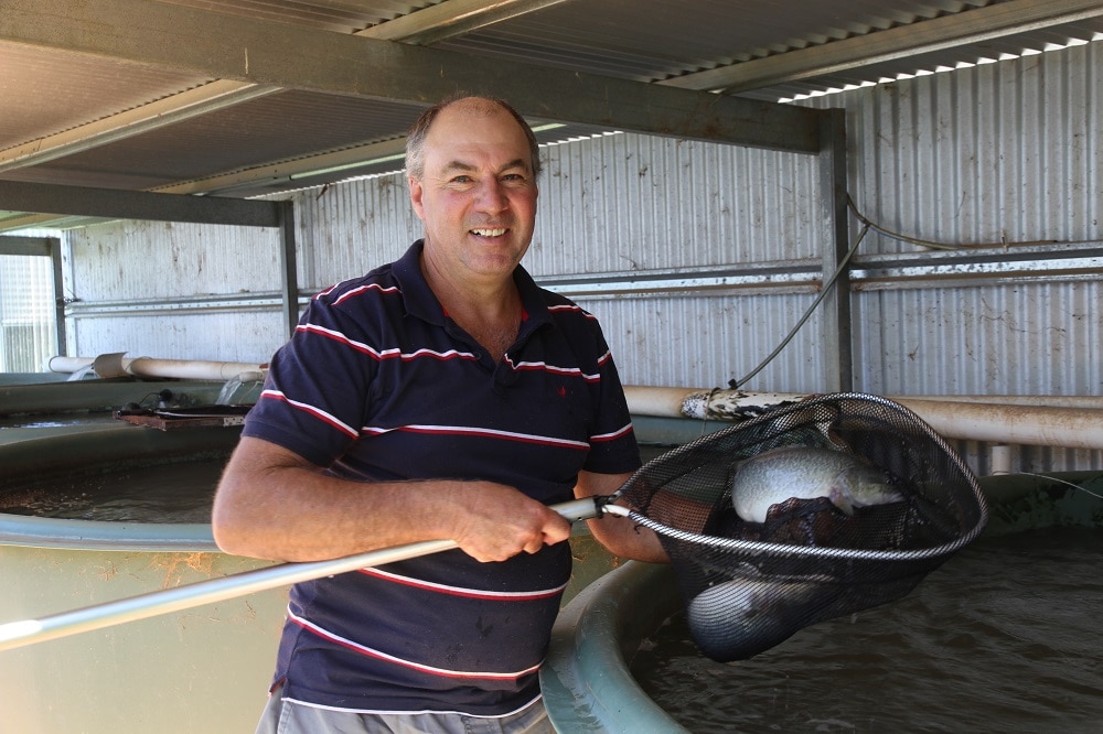 Growers and chefs prepare to get more farmed Murray cod on the menu
