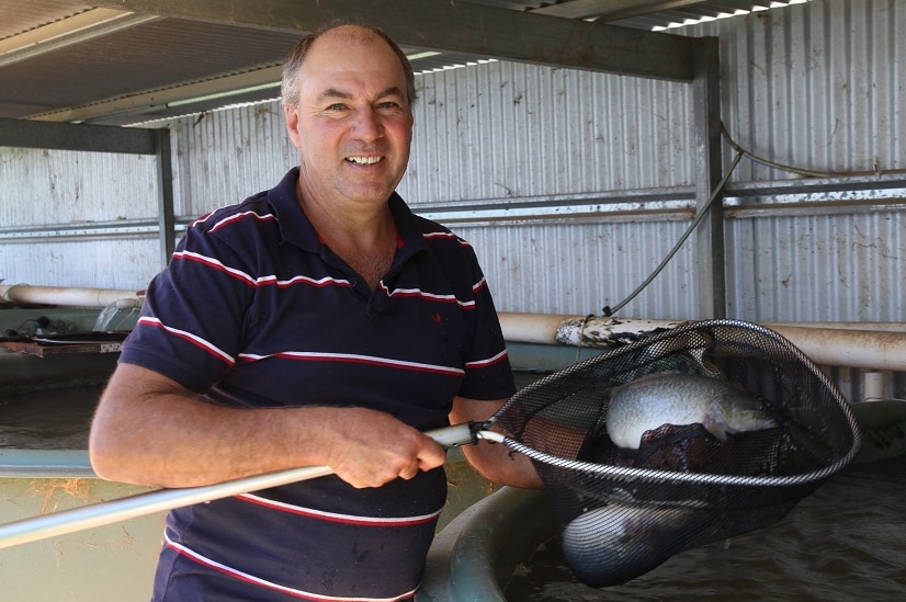 Murray Cod farmer Brenton Parker holding up a Murray Cod fish in a net over a tank at his farm.