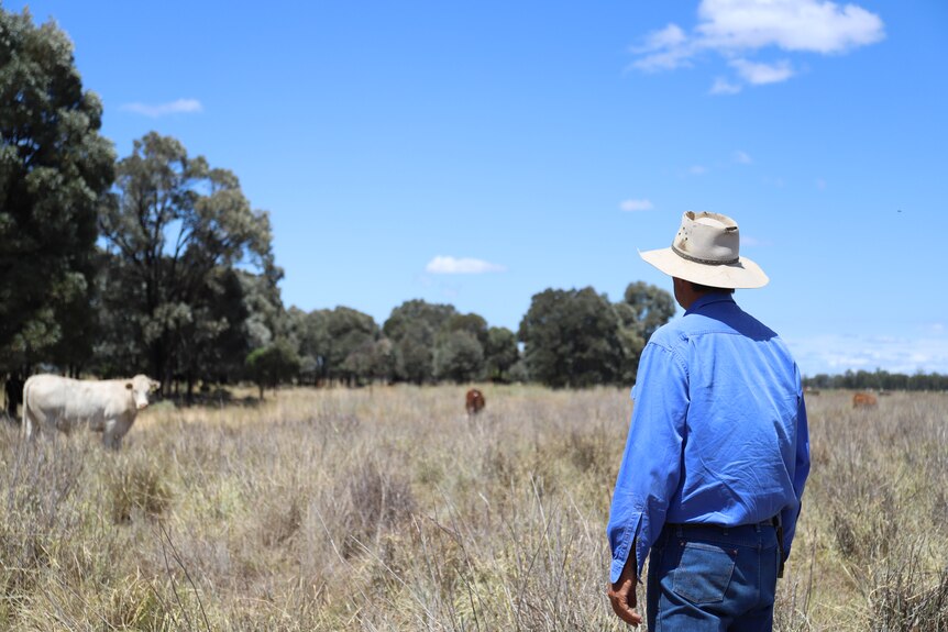 A man looks at his cattle in the paddock of long grass.