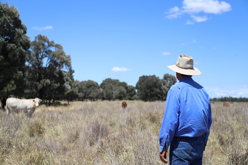 A man looks at his cattle in the paddock of long grass.