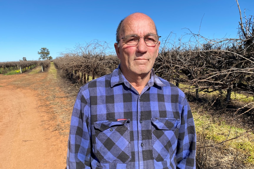 Man in blue shirt standing in vineyard staring at camera