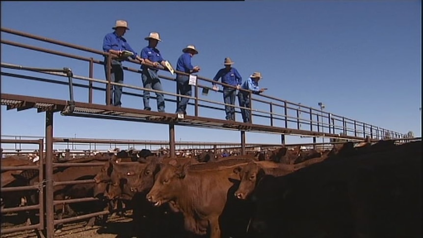 Cattle sale points to hard times ahead