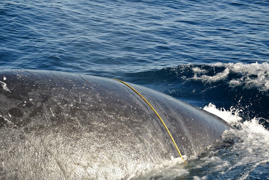 Close-up of a whale with a yellow rope across it.