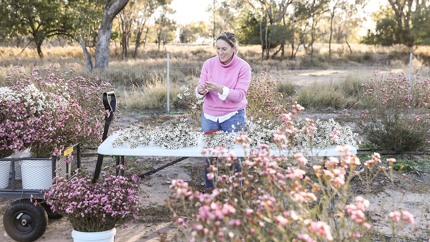 A woman stands at a table outside surrounded by buckets of pink and white Geraldton Wax flowers.