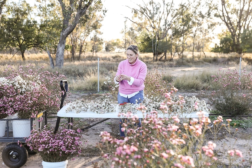 A woman stands at a table outside surrounded by buckets of pink and white Geraldton Wax flowers.