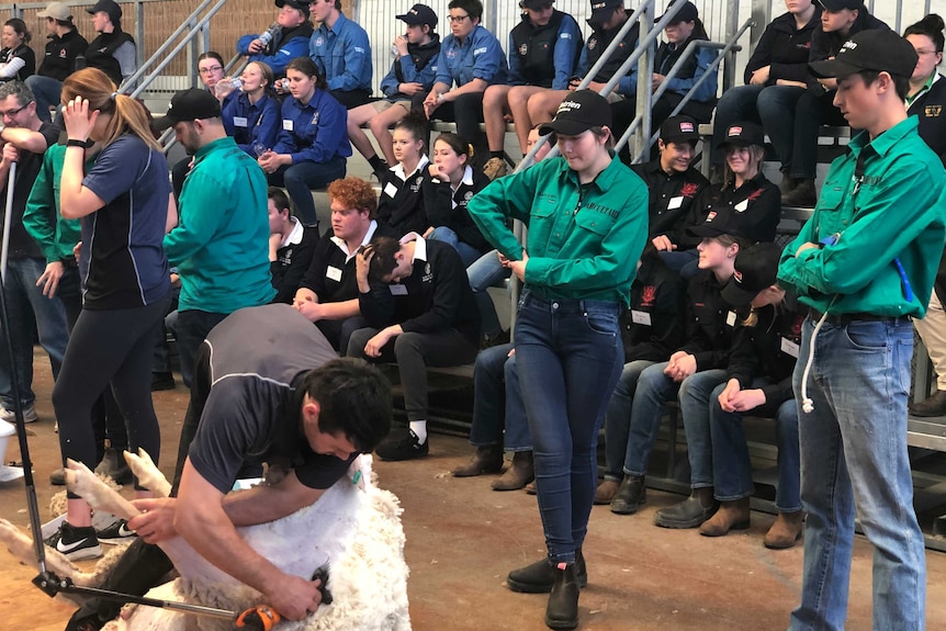 About 50 school students watch a man shearing a sheep