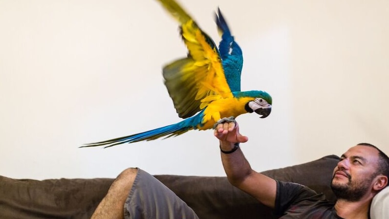 A bird stretches it's wings while perched on the hand of a man lying on a couch.