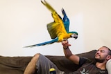 A bird stretches it's wings while perched on the hand of a man lying on a couch.