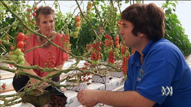 Woman and man sit amongst tomato plants