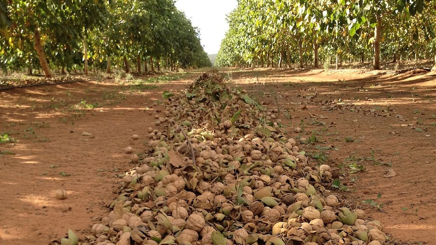 Walnuts lay in windrows ready to be de-hulled
