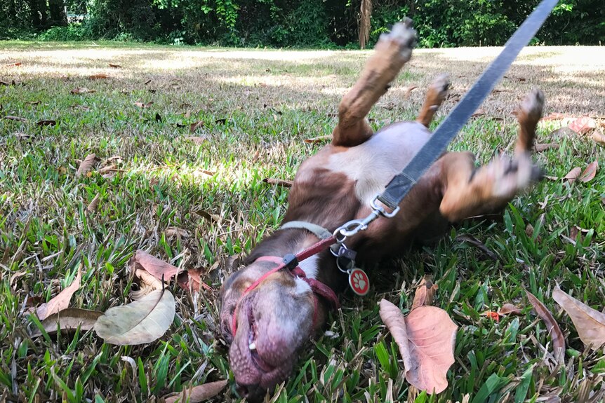 A leashed dog rolling on his back on green grass.