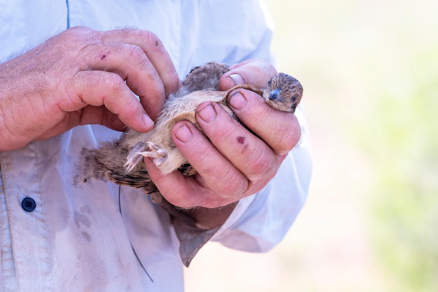 A small brown Malleefowl chick in mans hands 