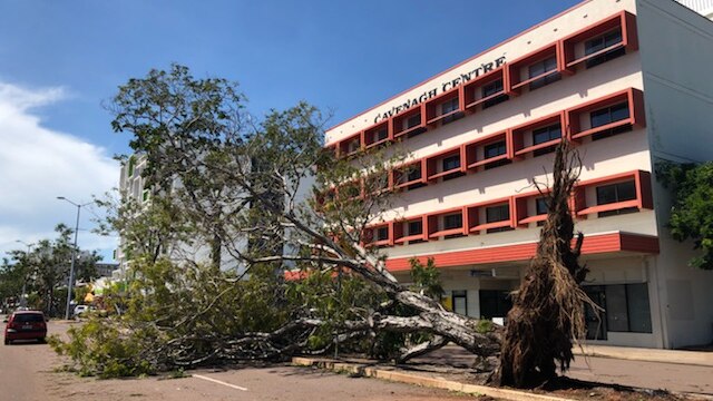 A fallen tree in Darwin's CBD.