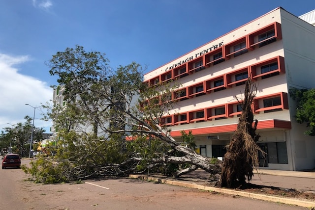 A fallen tree in Darwin's CBD.