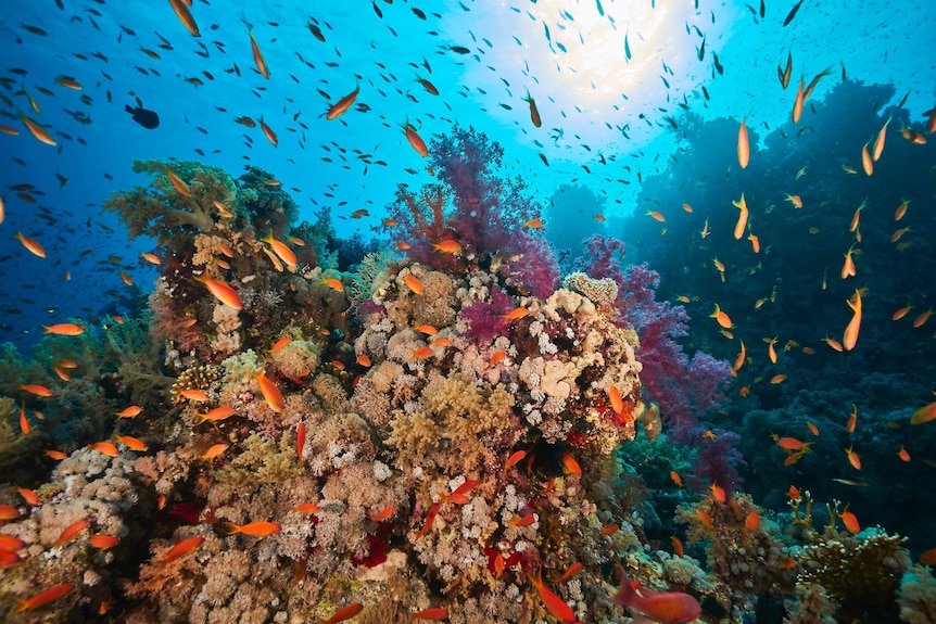 Coral in the Gulf of Aqaba is thriving despite rising sea temperatures ...
