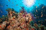 An underwater shot of the thriving coral of the Gulf of Aqaba