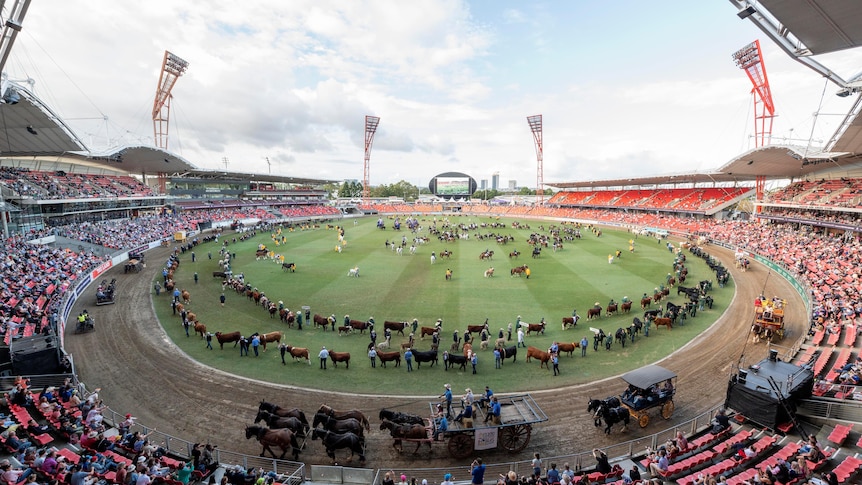 Wide shot of a stadium with horses and cattle lined up in a circle on the grounds.