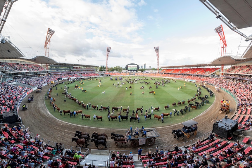 Wide shot of a stadium with horses and cattle lined up in a circle on the grounds.