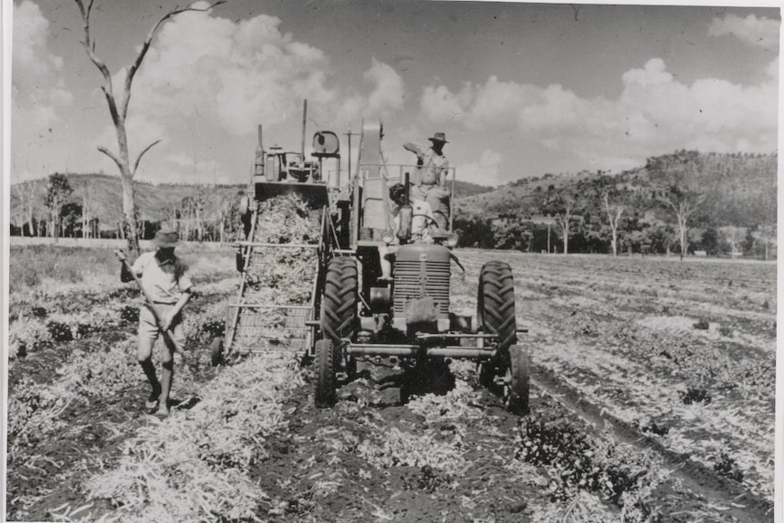 A historic photo of peanut production in South Burnett.