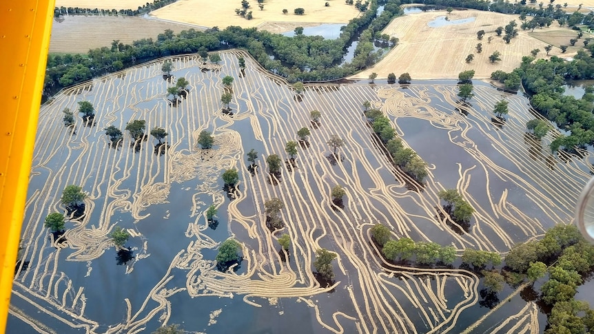 Aerial view of squiggly lines of windrowed canola floating in brown muddy water