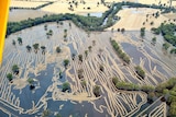 Aerial view of squiggly lines of windrowed canola floating in brown muddy water