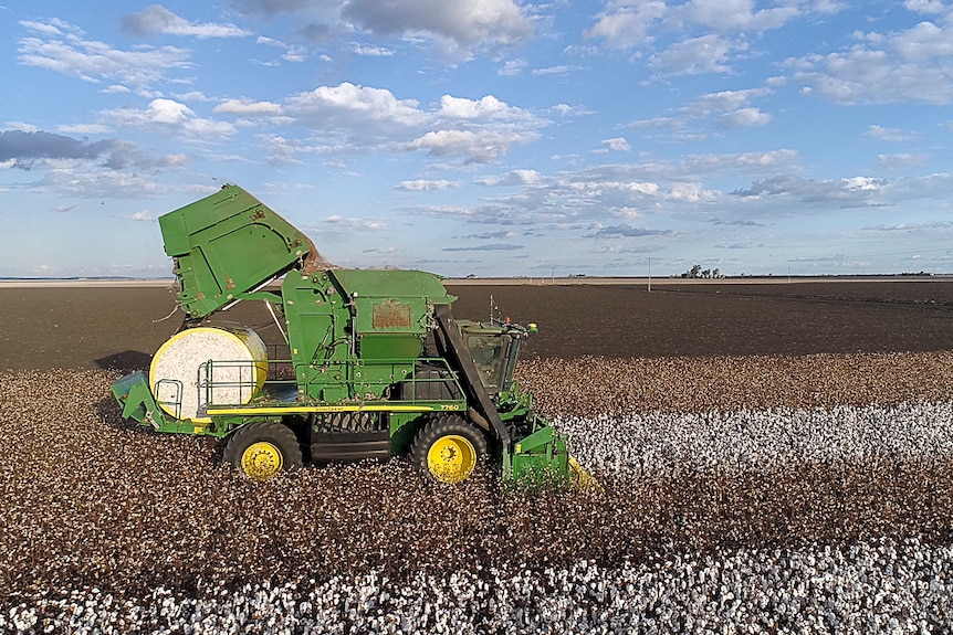 A cotton picker ejects a bale of cotton out the back.