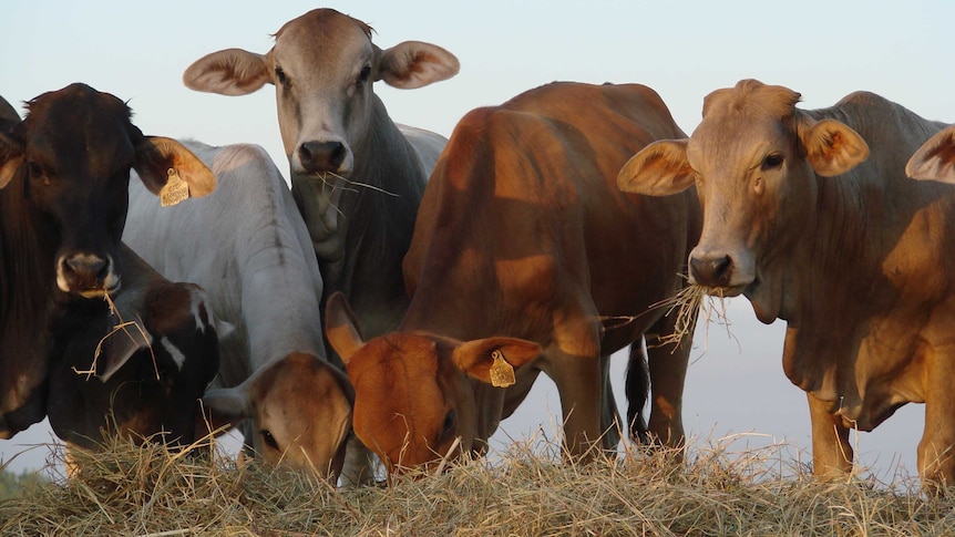 Cattle on hay