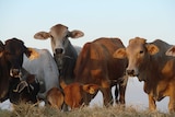 Cattle on hay