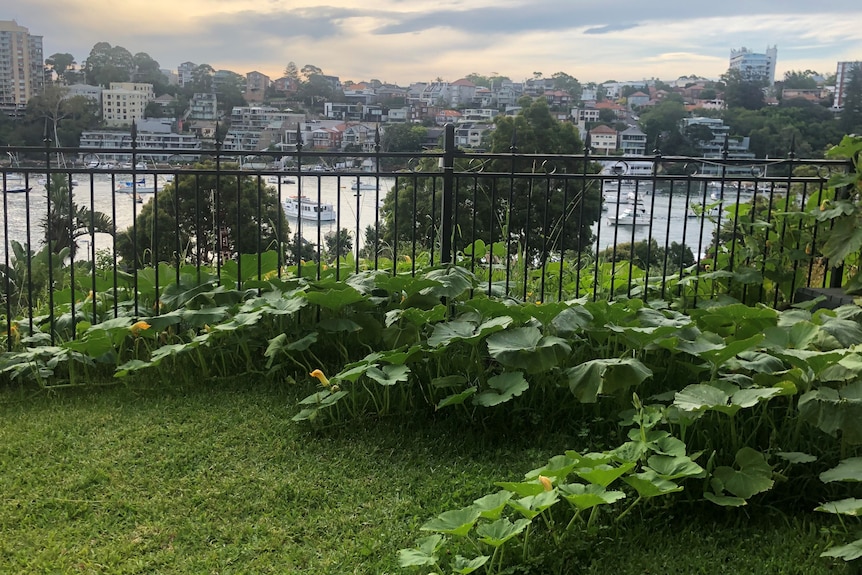 Image of pumpkin patch at Milsons point in inner Sydney