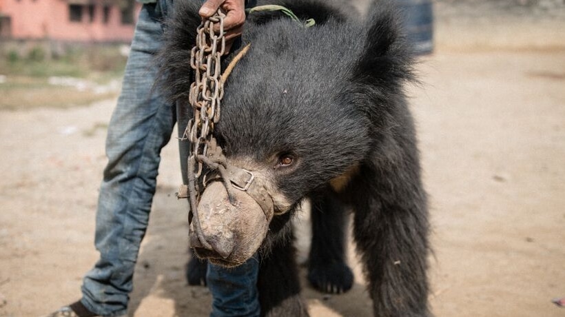 A dancing bear is seized by wildlife groups in Nepal