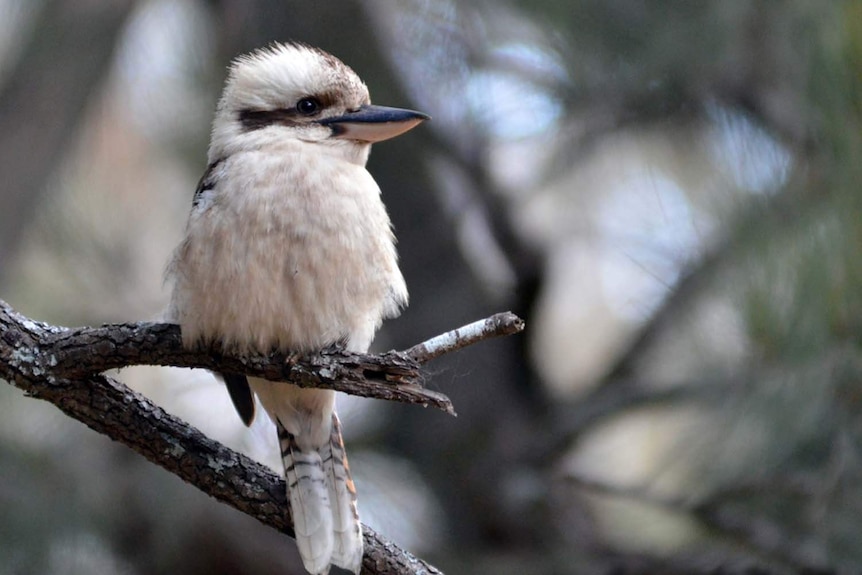 Kookaburra