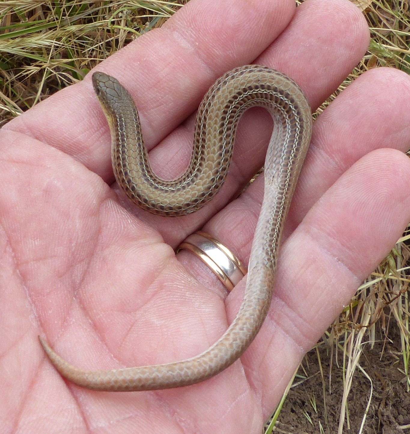 Legless Lizards Are No Snakes In The Grass, But Mistaken Identity Can ...