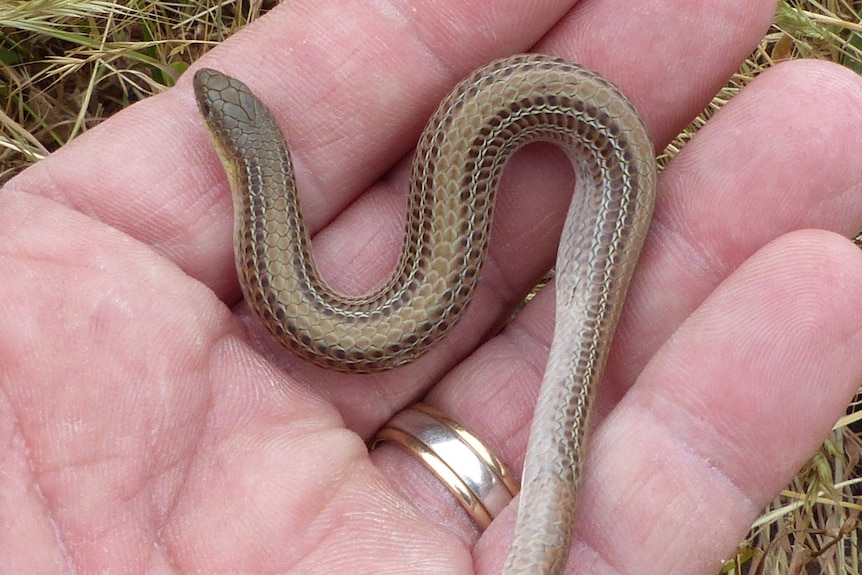 Tiny legless lizard in the palm of a man's hand.
