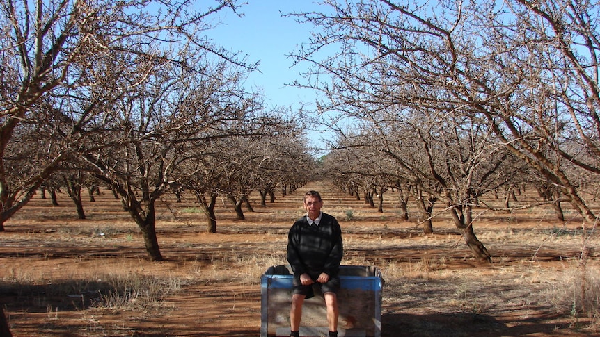 Bob McCarthy sits amongst his dying orchard