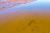 A green sawfish with a long toothed rostrum and a shark-like body lies in shallow waters of a brown creek.