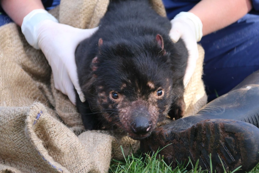 Gloved hands hold a Tasmanian devil