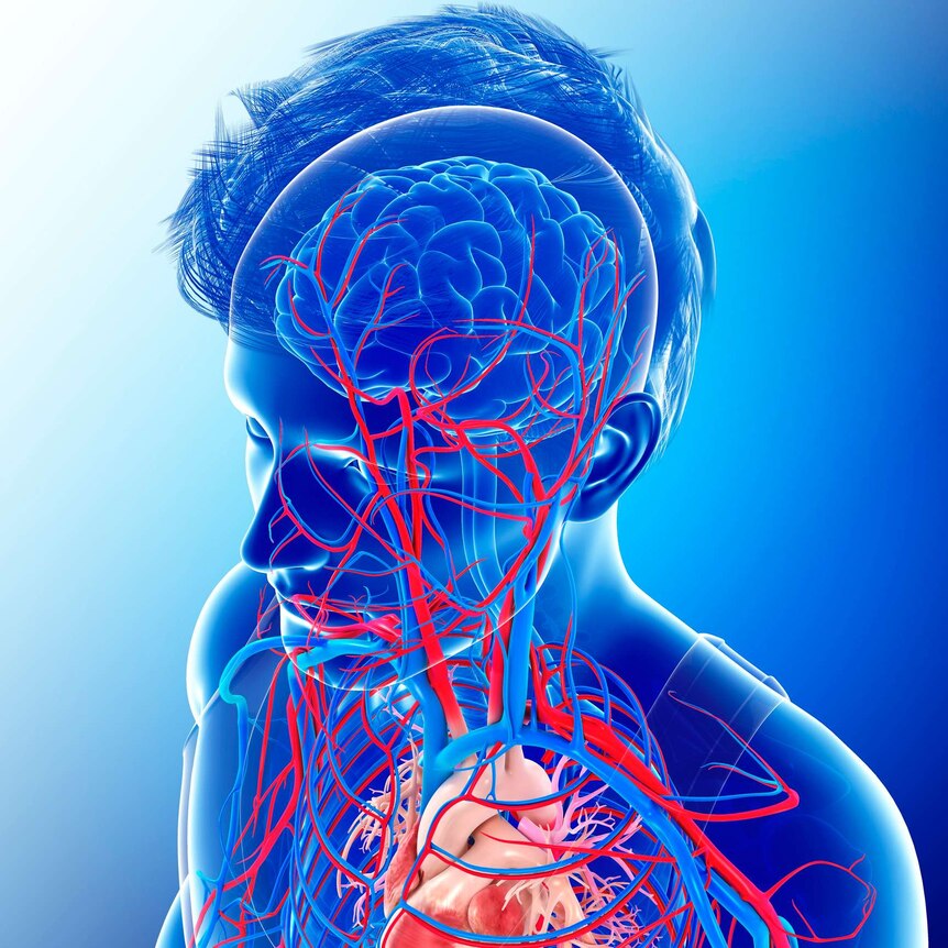 illustration of a heart and blood flow to the brain