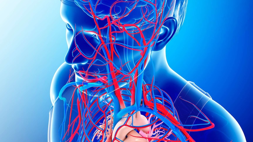 illustration of a heart and blood flow to the brain