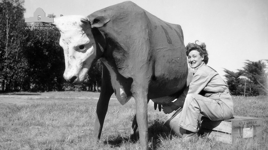 Dummy cow used to practise milking technique during WWII
