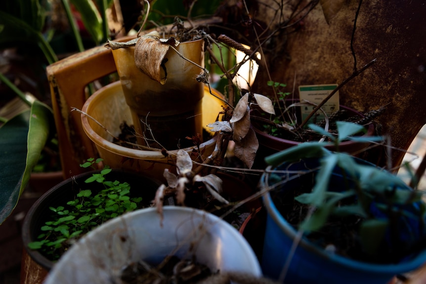 A cluster of pots, many with dead leaves, sitting on an old, dirty plastic chair.