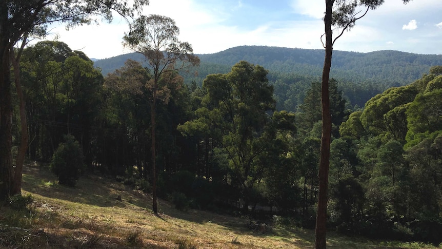 Forests around Noojee Victoria.