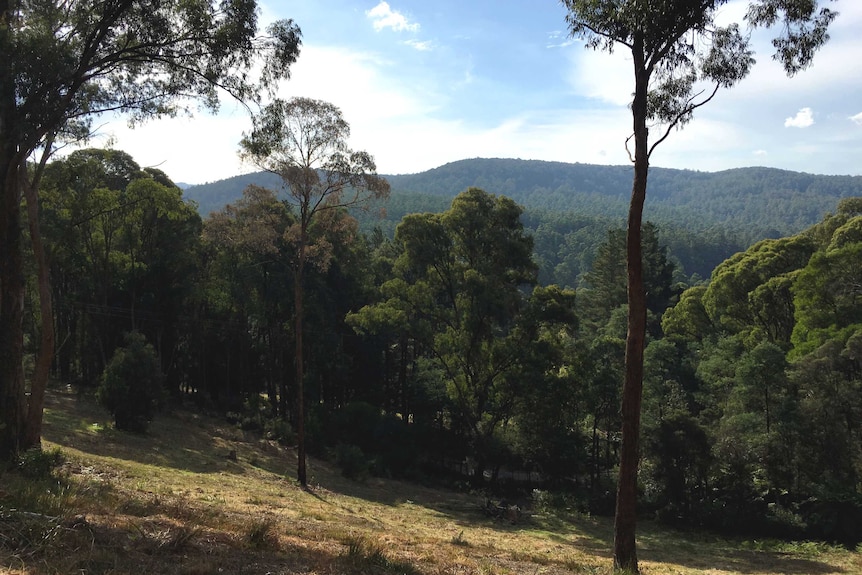 Forests around Noojee Victoria.