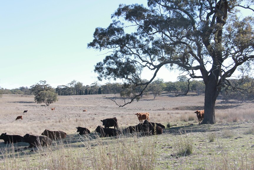 Cattle seek shade in paddock