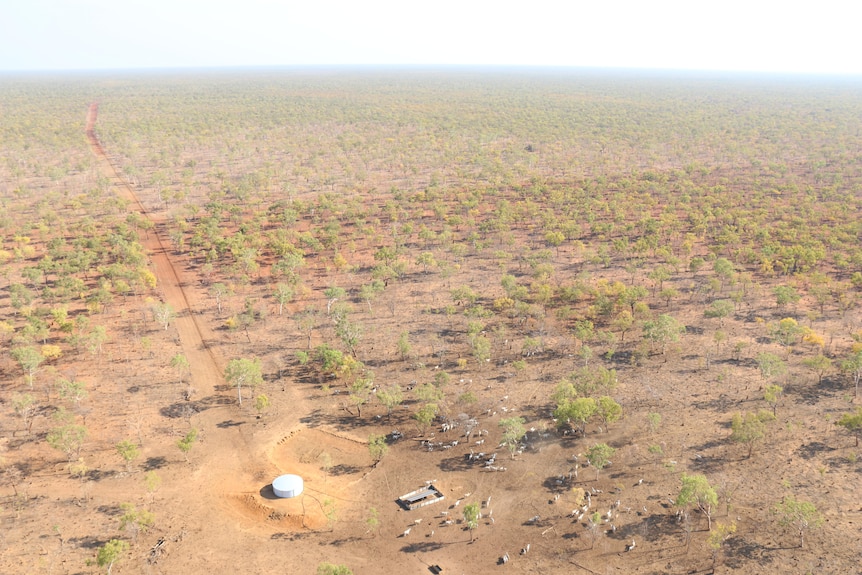 a paddock at Middle Creek Station, with a tanks and cattle in the foreground.