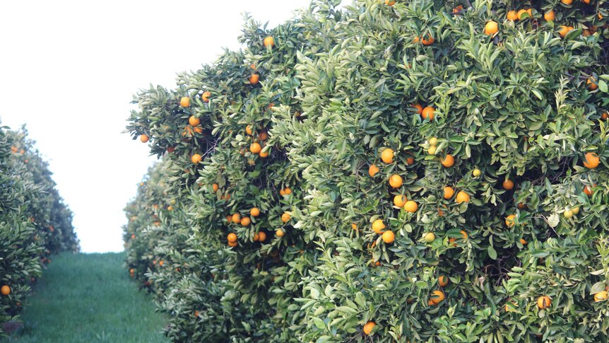 Citrus trees near Loxton in the Riverland.