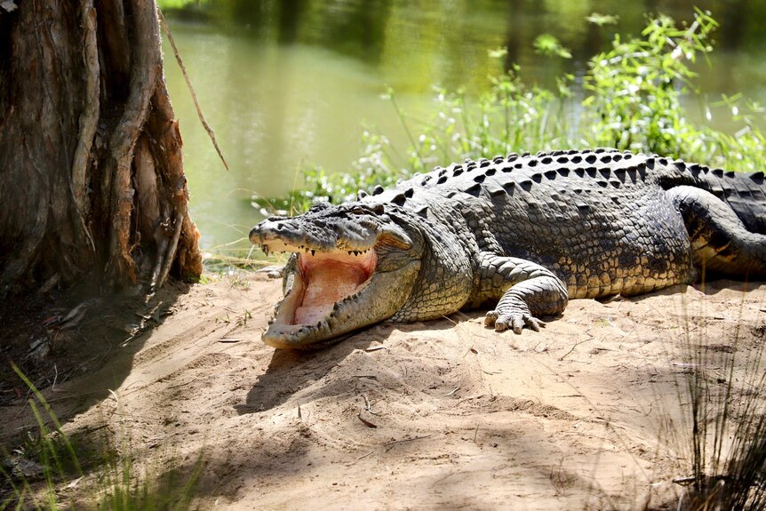 Crocodiles use their snouts to nudge dog to safety from river